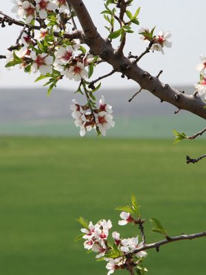 banner-mandorle-parco-alta-murgia-bio-tifabene
