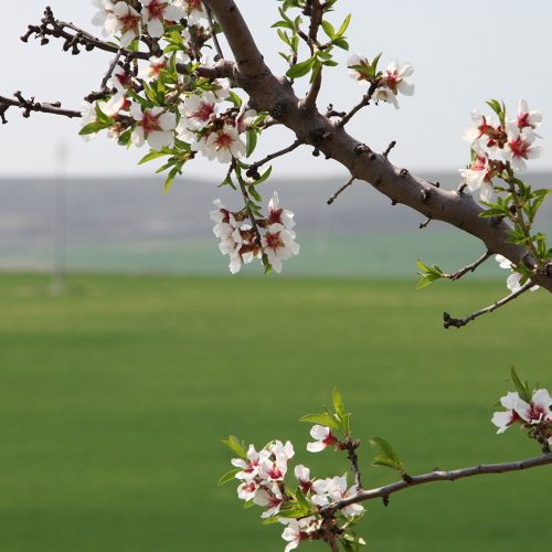 banner-mandorle-parco-alta-murgia-bio-tifabene